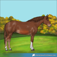 Horse Color:Chestnut Tobiano