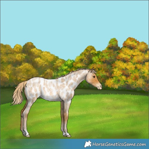 Horse Color:Palomino Roan Near Leopard 