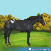 Horse Color:Black Blanket 