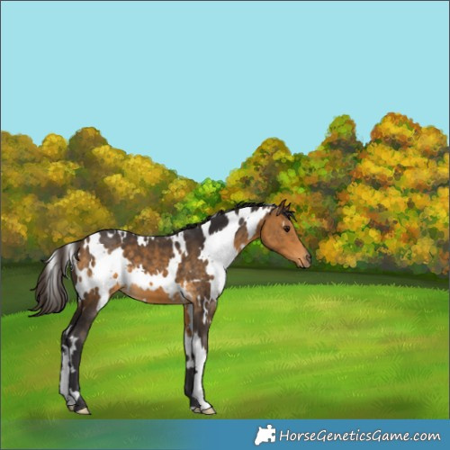 Horse Color:White Spotted Buckskin 