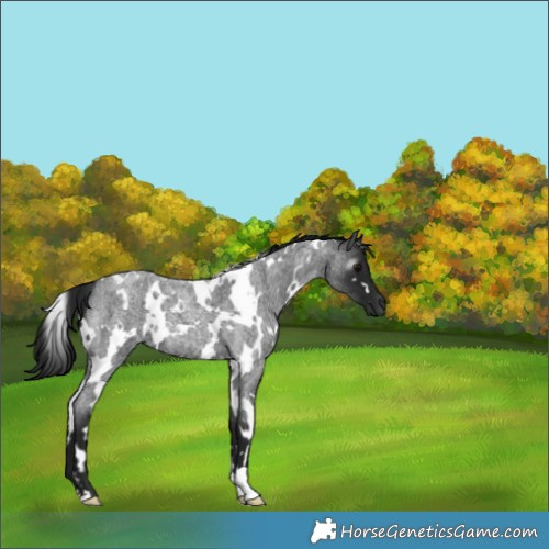 Horse Color:Gray White Spotted Smoky Blue Roan 