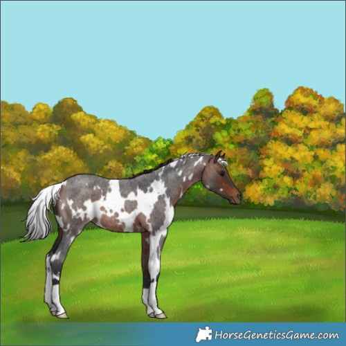 Horse Color:White Spotted Bay Roan 