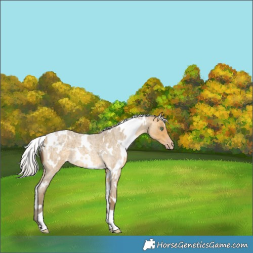 Horse Color:White Spotted Silver Amber Cream Champagne Roan 
