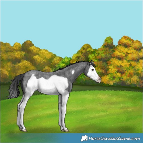 Horse Color:Blue Roan Splash Frame Varnish 
