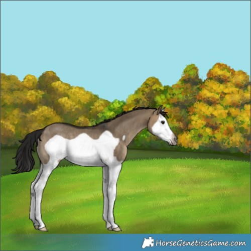 Horse Color:Gray Brown Dun Splash Frame Varnish Rabicano 