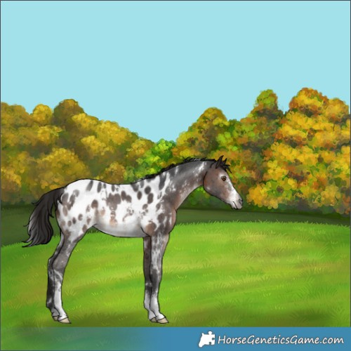 Horse Color:Gray White Spotted Brown Sabino Blanket Rabicano 