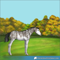 Horse Color:Gray Brown Dun Sabino Splash Rabicano 