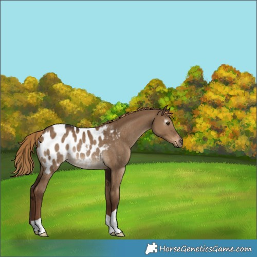 Horse Color:Gray Liver Red Dun Blanket Rabicano