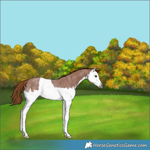 Horse Color:Gray Red Roan Splash Rabicano 
