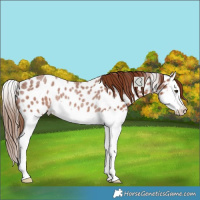 Horse Color:Red Roan Splash Appaloosa Rabicano