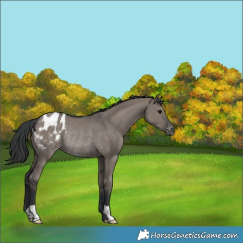 Horse Color:Grullo Blanket Rabicano 