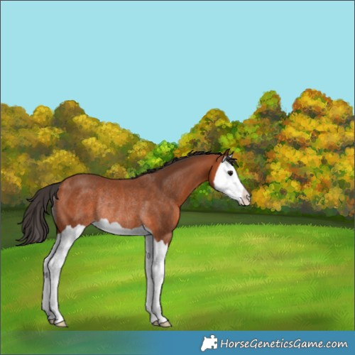 Horse Color:Bay Splash Rabicano 