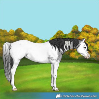 Horse Color:Blue Roan Splash Near Fewspot Rabicano 
