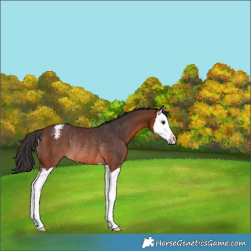 Horse Color:Brown Splash Varnish Rabicano 