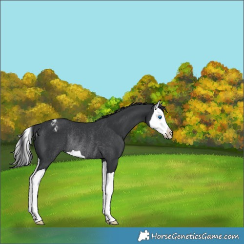 Horse Color:Black Splash Varnish Rabicano 