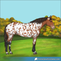 Horse Color:Bay Near Leopard
