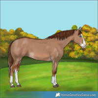 Horse Color:Red Dun Splash