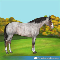 Horse Color:Liver Red Roan Splash 