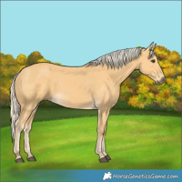 Horse Color:Palomino