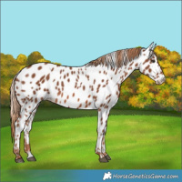 Horse Color:Chestnut Near Leopard
