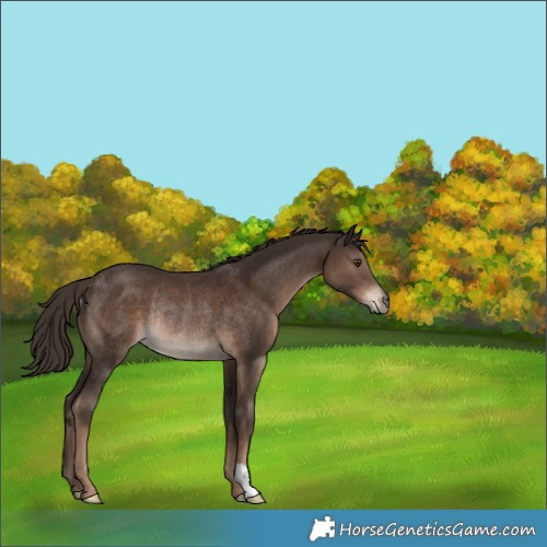 Horse Color:Liver Chestnut Rabicano 