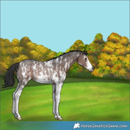 Horse Color:Gray Liver Chestnut Sabino Rabicano 