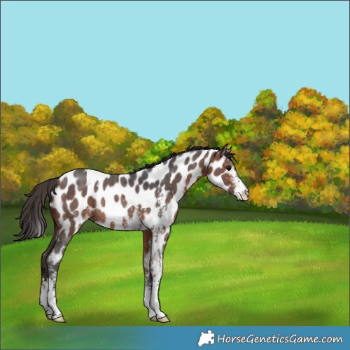 Horse Color:Bay Sabino Near Leopard Rabicano 