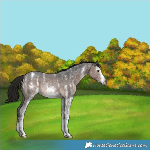 Horse Color:Gray Bay Sabino Rabicano 