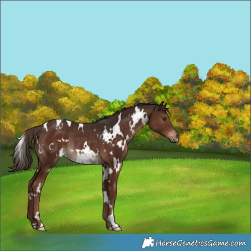 Horse Color:White Spotted Liver Chestnut Rabicano 