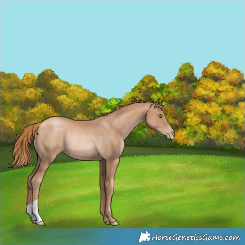 Horse Color:Chestnut Pearl Rabicano 