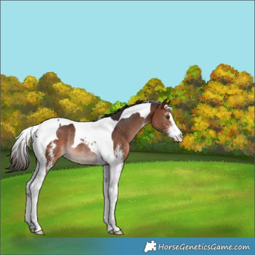 Horse Color:Bay Sabino Tobiano Rabicano 