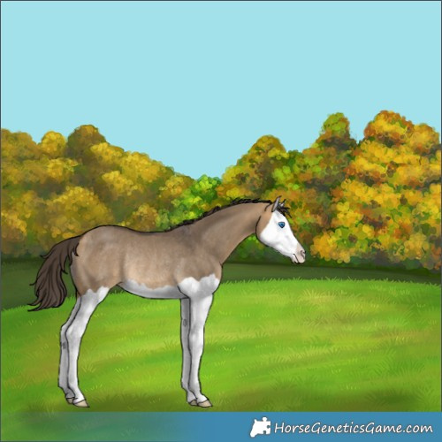 Horse Color:Buckskin Dun Splash Rabicano 