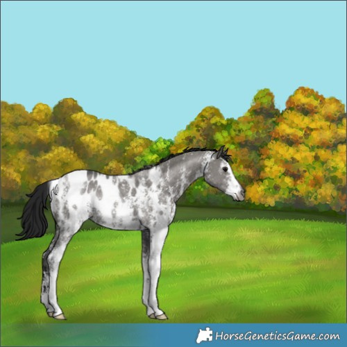 Horse Color:Gray Grullo Sabino Blanket Rabicano 