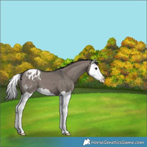 Horse Color:Grullo Splash Varnish 