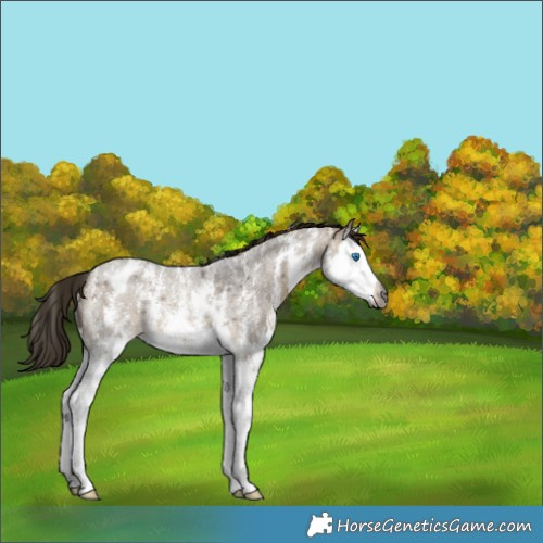 Horse Color:Gray Buckskin Roan Dun Sabino Splash Varnish Rabicano 