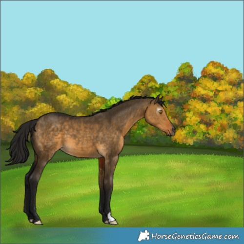 Horse Color:Gray Buckskin Dun 