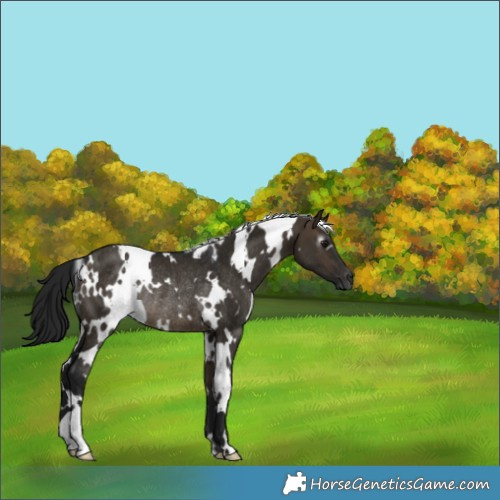 Horse Color:Gray White Spotted Brown Dun Rabicano 