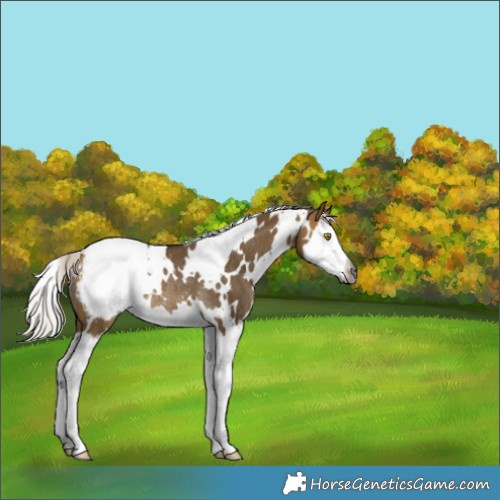 Horse Color:Gray White Spotted Silver Buckskin Dun Splash Varnish Rabicano 