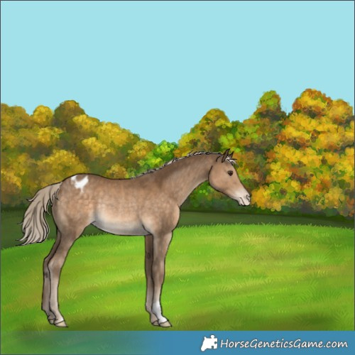 Horse Color:Chocolate Palomino Varnish Rabicano 