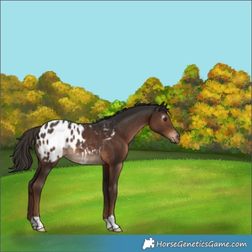 Horse Color:Gray Liver Chestnut Blanket Rabicano 