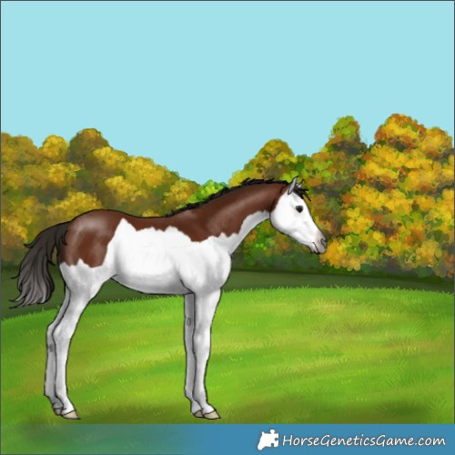 Horse Color:Gray Bay Splash 