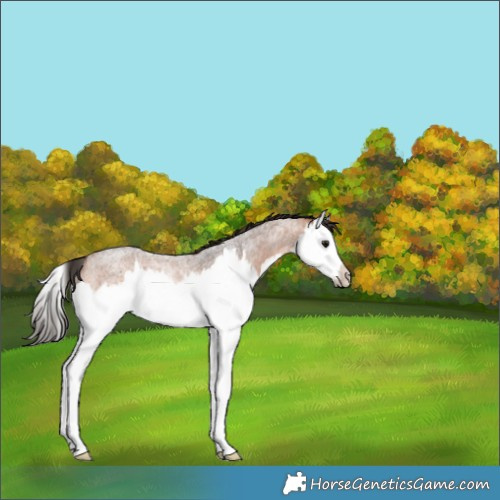 Horse Color:Bay Roan Splash Rabicano 