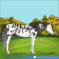 Horse Color:Black Splash Appaloosa Rabicano 