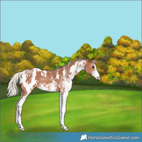 Horse Color:White Spotted Silver Bay Varnish 