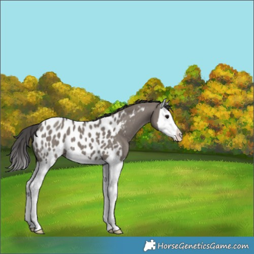 Horse Color:Grullo Splash Blanket 
