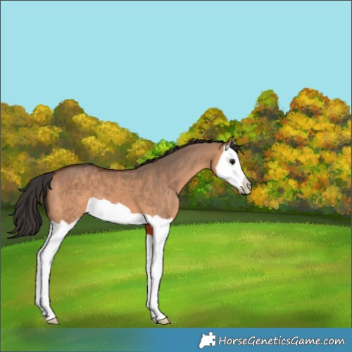 Horse Color:Bay Dun Splash 