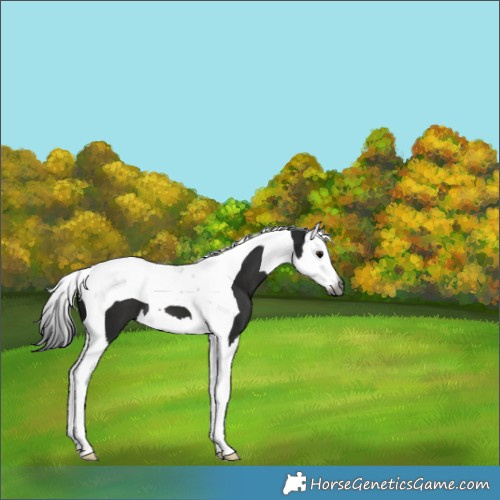 Horse Color:Gray Black Splash Tobiano 