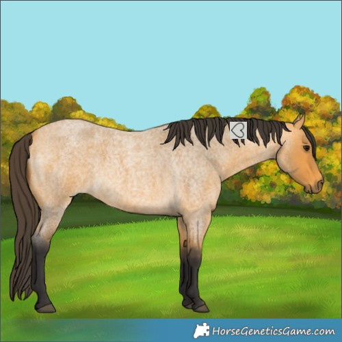 Horse Color:Buckskin Roan 