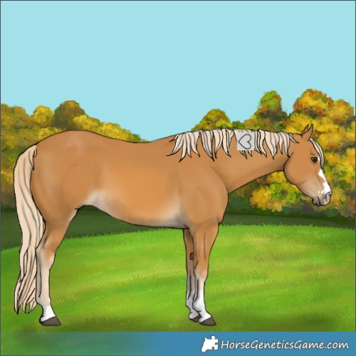 Horse Color:Palomino 
