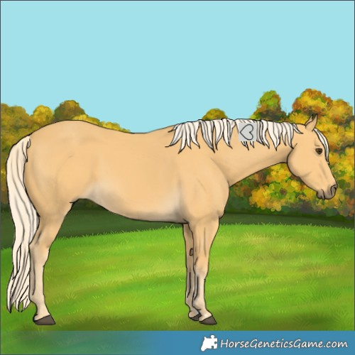 Horse Color:Palomino 